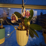 Orchid 1