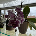 Orchid 10
