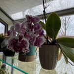 Orchid 11