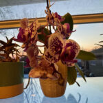 Orchid 12
