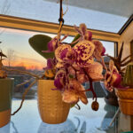 Orchid Watch 2026: The Play-by-Play