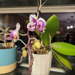 Orchid 2