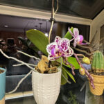 Orchid 3