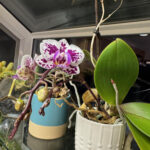 Orchid 4