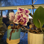 Orchid 5