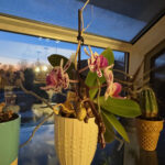 Orchid 6
