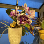 Orchid 7