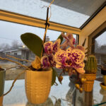 Orchid 8
