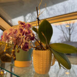 Orchid 9